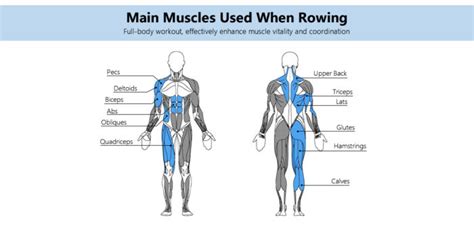 16 Benefits of Rowing Machine and How to Reap Results Faster • Topiom Rowing Machine United States