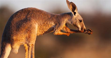 Kangaroos: Kangaroo Adaptations
