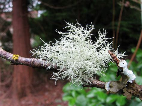 Fruticose Lichen | A fruticose lichen that I have not yet id… | Flickr