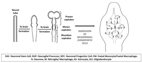 Gradual development of brain from neural tube and incorporation of... | Download Scientific Diagram