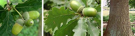 Eik, Zomer- (Quercus robur) | GROEN! natuurlijk, platform voor natuurliefhebbers