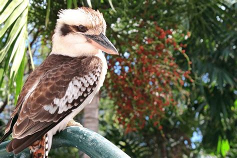 Laughing Kookaburra Facts | CRITTERFACTS