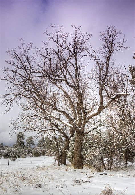 The Barren Tree by Saija Lehtonen | Winter photography, Beautiful tree ...