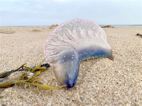 Portuguese Man-o-War Spotted on Amagansett Beach | The East Hampton Star