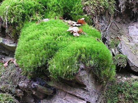 Moss: Definition, Examples, Types and Life Cycle | Biology Dictionary