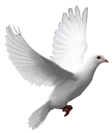 Pigeon clipart funeral dove, Pigeon funeral dove Transparent FREE for ...