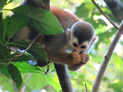 Manuel Antonio National Park | Voy