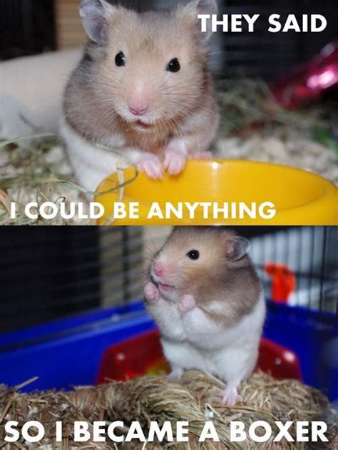 Site Unavailable | Funny animal jokes, Cute animals, Funny hamsters