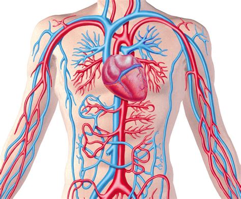 Forms 5 2019: Respiratory and Circulatory System Review