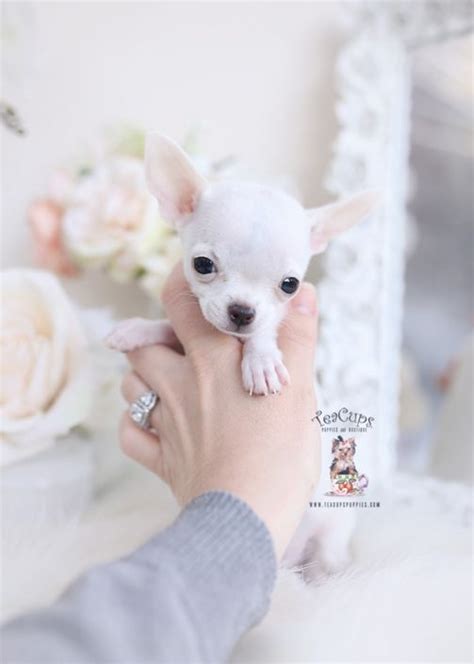 a person holding a small white dog in their right hand and flowers on ...