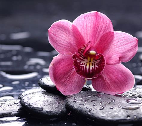 🔥 [237+] Free Orchid Wallpapers | WallpaperSafari