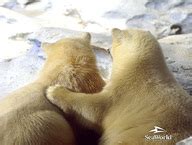 Wallpaper - Polar Bears - KapanLagi.com