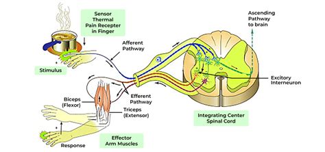 Reflex Action - Definition, Process, Diagram and Examples