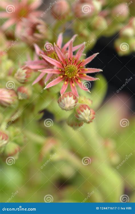 Common houseleek stock image. Image of houseleek, pink - 124471617