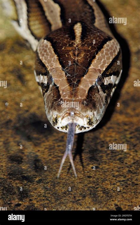 Dark Indian Python (Python molurus bivittatus), flickering its tongue ...