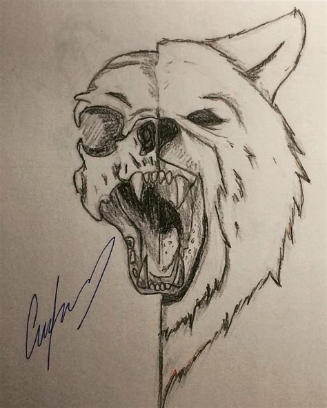 Bear Skull Drawing at GetDrawings | Free download