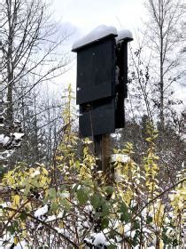 Creating bat habitat | Washington Department of Fish & Wildlife