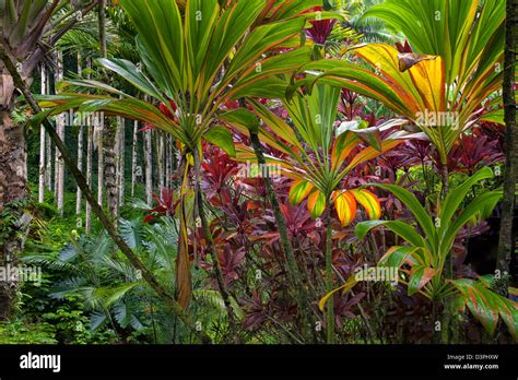 Ti plants. Hawaii Tropical Botanical Gardens. Hawaii, The Big Island.Hawaii Stock Photo - Alamy