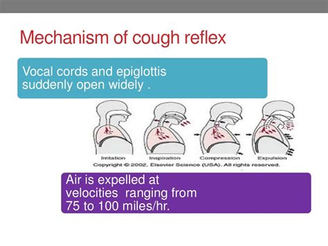 Mechanism of cough and sneeze reflex