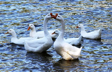 Free stock photo of ducks, geese