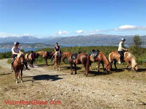 Help needed to national horse breeding farm - Norway Tromsø ...