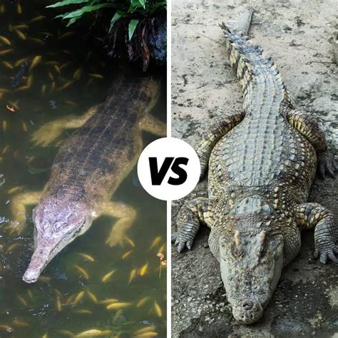 Alligator Vs Crocodile Vs Caiman Vs Gharial [UPDATED]