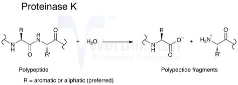 Proteinase K - Worthington Enzyme Manual