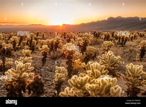 Cholla Cactus Garden at sunrise; Joshua Tree National Park, California ...