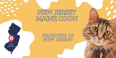 Utah Maine Coon Breeders | 4 Best Breeders [2024]