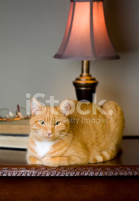 Cat In The Study Stock Photo | Royalty-Free | FreeImages