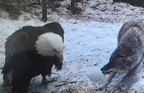 Eagle Vs Coyote