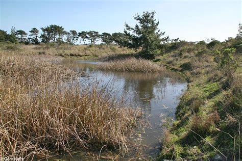 Garter Snake Habitat in San Mateo | Habitats, San, Nature