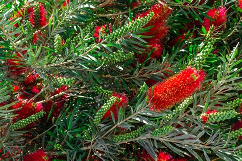 Weeping Bottlebrush Plant (Callistemon viminalis): Care and Growing Guide