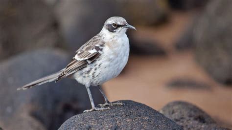 Galapagos Mockingbird – Galapagos Islands - Happy Gringo Travel