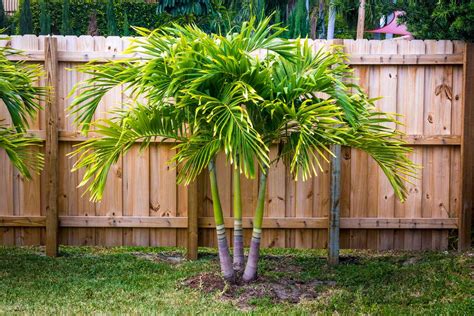 16 Different Palm Tree Varieties For Every Landscape