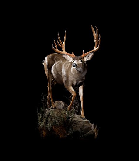 Three Signs of an Exceptional Taxidermist — Animal Artistry