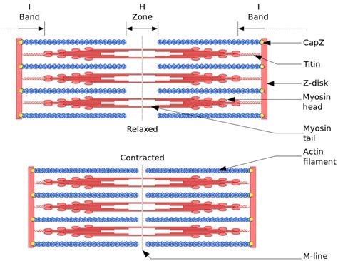 Myofibril - Definition, Function and Structure | Biology Dictionary