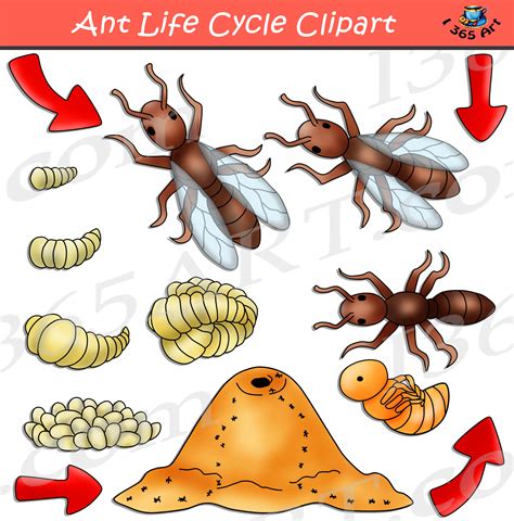 Ant Life Cycle Clipart Bundle - Clipart 4 School