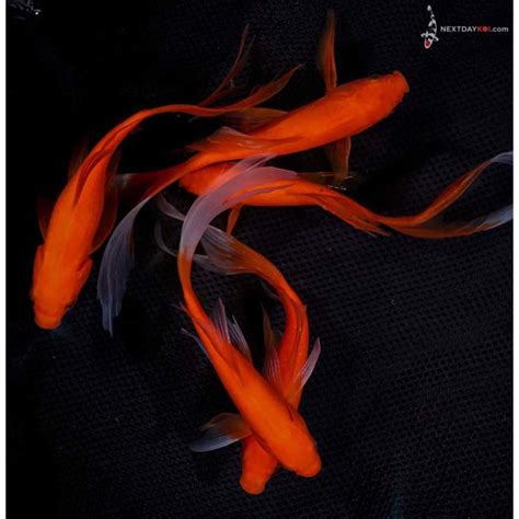 6-8” Imported Premium Longtail Red Comet Goldfish | Koi Fish For Sale