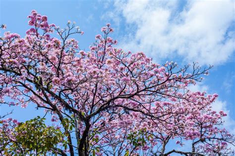 Pink Guayacan stock photo. Image of bloom, plant, tabebuia - 59149158