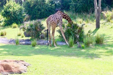 Giraffe eating Photograph by Margarita Diez