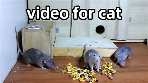 Cat TV🐭Mice Videos for Cats to Watch🐭 Mouse Fun🐭Video for Cats to Watch🐭 - YouTube