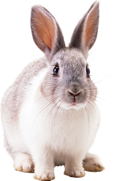 Rabbit PNG image