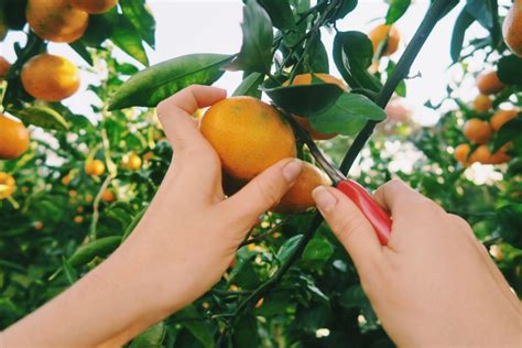 Jeju Tangerine Picking Guide: Jeju Island, South Korea - Television of ...