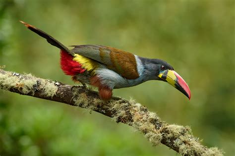 Photographing Toucans with 400mm Lenses