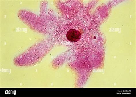 Amoeba proteus Protozoa Sarcodina pseudopodia phagocytosis nucleus Stock Photo, Royalty Free ...