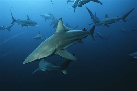 The Most Shark-Infested Waters in the World | Reader's Digest