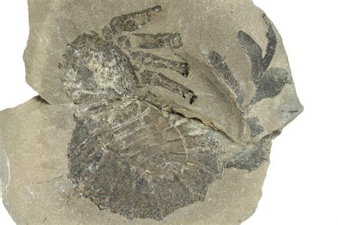 Rare, Carboniferous Spider (Maiocercus) Fossil With Pos/Neg - England ...