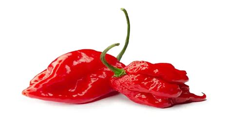 Carolina Reaper vs. Ghost Pepper - GIY Plants