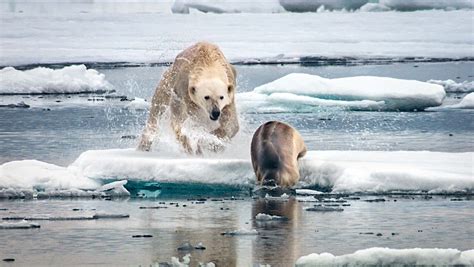 A polar bear launches itself at a bearded seal on the summer drift ice : r/pics